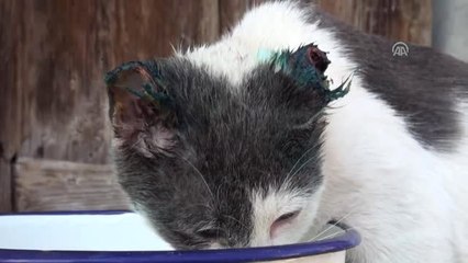 Beypazarı'nda Kediye İşkence İddiası