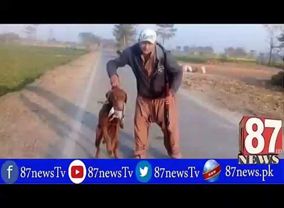 peer ka kutta