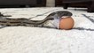 Eastern Rat Snake Swallows Chicken Egg