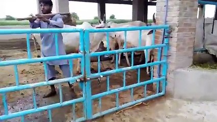 SAHIWAL DAIRY COWS