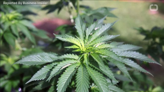 Legalized Marijuana Could Be Boost Drink Industry Needs