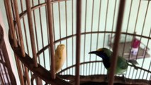 Golden-fronted Leafbird Feeding Time!! AMAZING