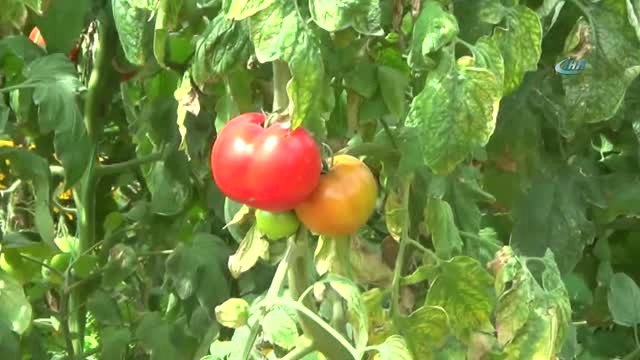 Domates Üreticisinin Fiyat Tepkisi