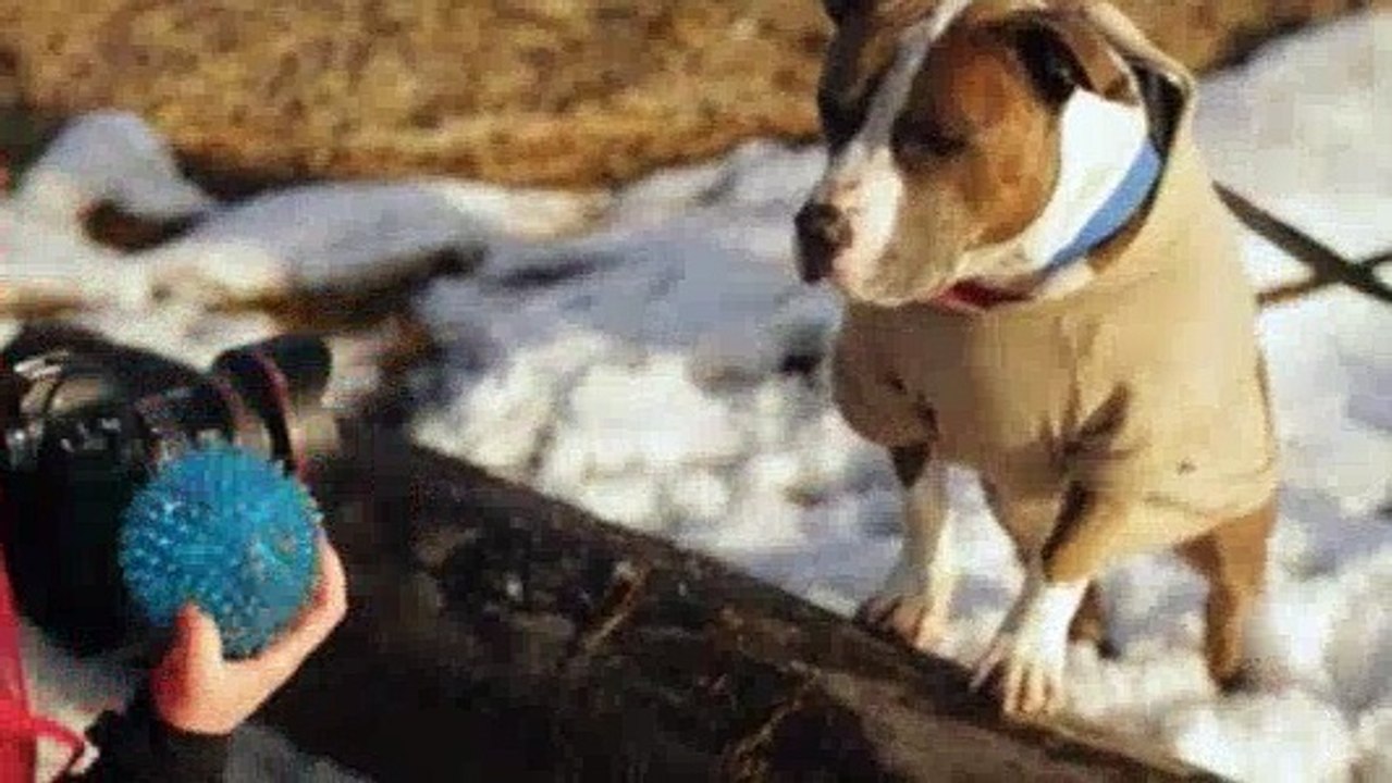 Pupparazzi -Doggie Winter Wonderland  S01E01
