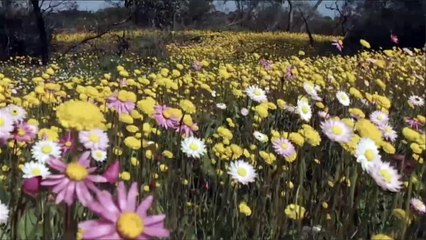 آلاف الأزهار البرية الملونة تتفتح وتنشر عبقها غربي أستراليا