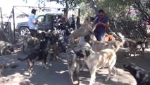 Sokaklardan Kurtardığı 100 Köpeğe Bahçesinde Bakıyor