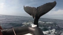 Impresionante : ballena pega una lancha con su aleta