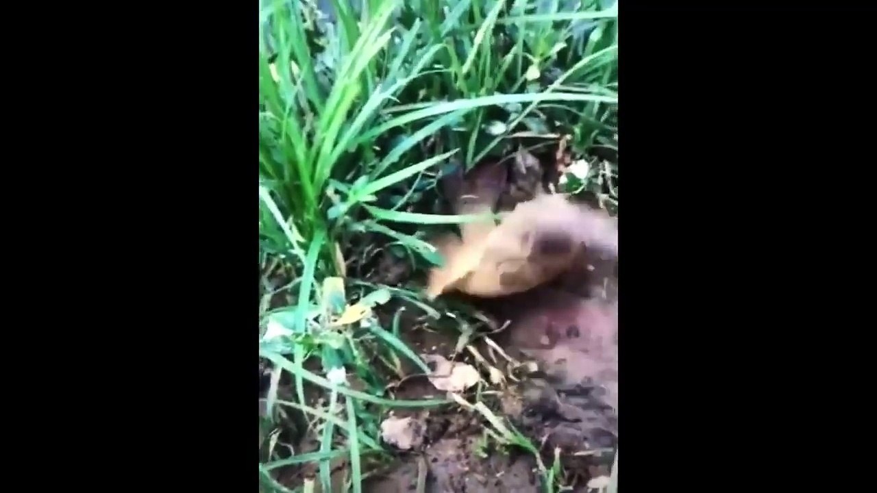 세계에서 가장 놀라운 능력을 가진 사람2018!어떻게해야합니까. P6