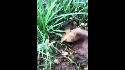 세계에서 가장 놀라운 능력을 가진 사람2018!어떻게해야합니까. P6