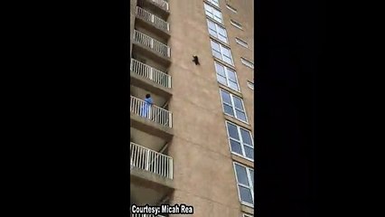 Apartmanın 9. katından aşağı düşen rakun, yoluna normal bir şekilde devam etti