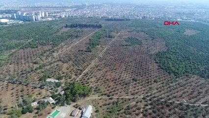 Antalya Çandır Tavşan Yüreği Zeytinyağı İlaç Gibi Hd