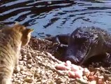 Ce chat n'a pas peur des crocodiles