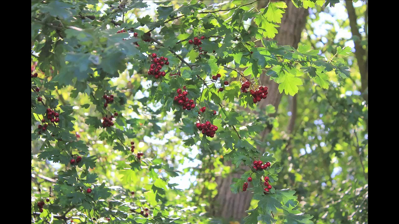 Willkomm-Höft 2014 Folge 02 /Full Film/Ganzer Film/Complete Movie