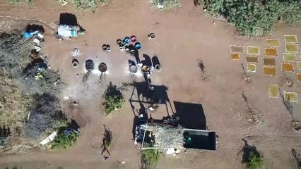 Tarım Kenti" Şanlıurfa'da Bağ Bozumu Zamanı