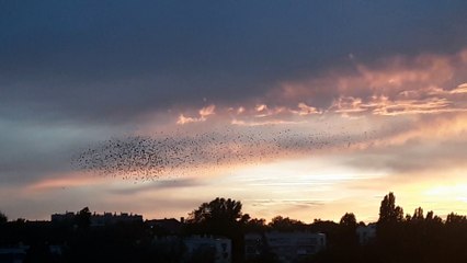 Etourneaux sansonnets le 16 sept 2018 part 1