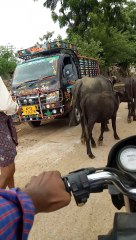 Tammileru - Me, my bike and india