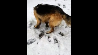 German Shepherd's odd method of playing in snow