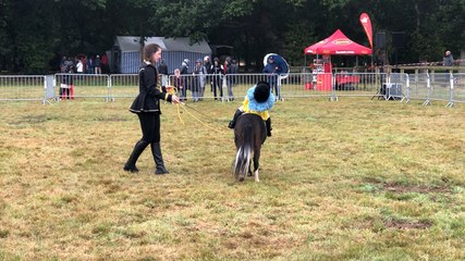 Démonstrations et spectacles aux Mille sabots