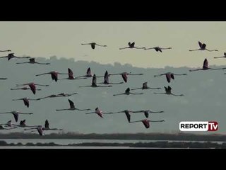 Reportazh në Nartë/ Flamingot rikthehen në shtëpi pas 21 vitesh shtegtim, spektakël në lagunë