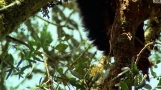 The Wonders of the Animals S01 - Ep02 Bears HD Watch
