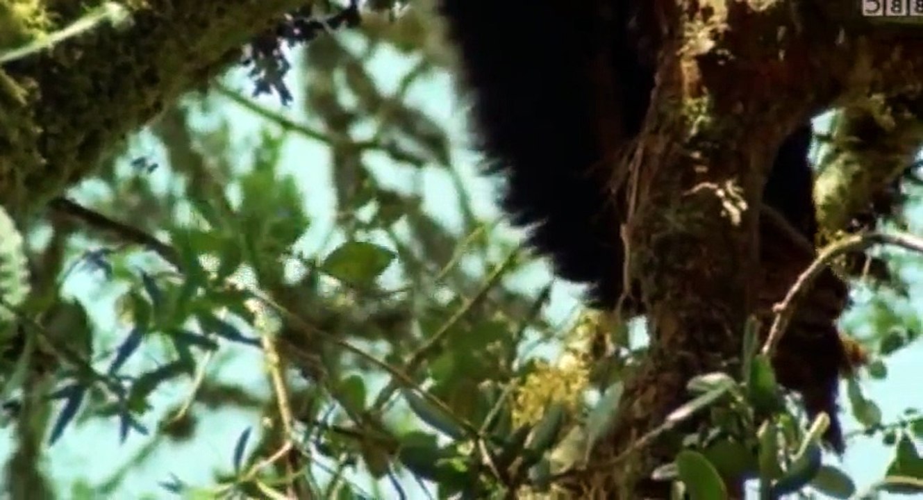The Wonders of the Animals S01 - Ep02 Bears HD Watch