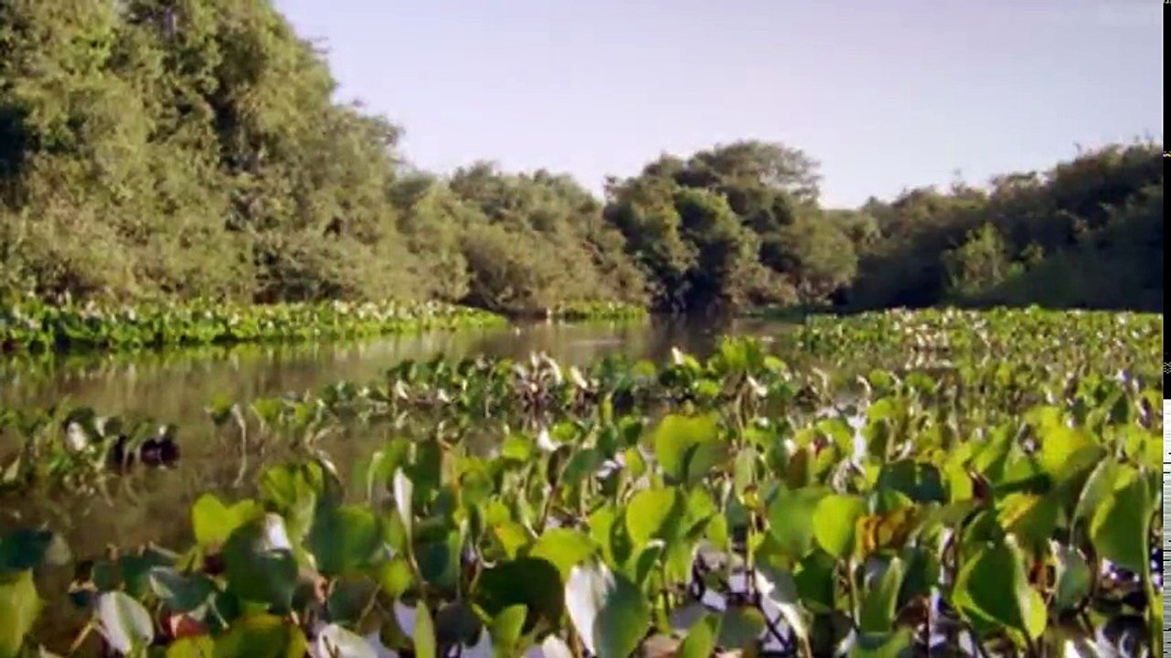 The Wonders of the Animals S01 - Ep03 Big Cats HD Watch