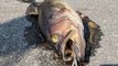 Firefighters Wash Dead Fish Off Highway Left by North Carolina Floods