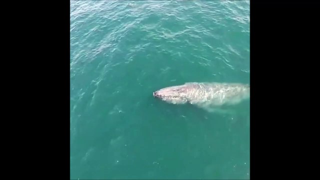 Magnifique : cette baleine crache de l'eau et crée un arc-en-ciel