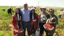 Belediye başkanları tarlada biber topladı - ŞANLIURFA