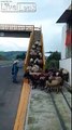 Ce troupeau de moutons passe sur un pont piétons pour traverser la route !
