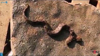 Rare two headed Copperhead snake found in Virginia backyard