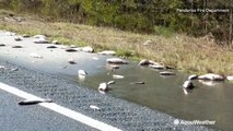 Hundreds of dead fish left behind as Florence's flooding recedes