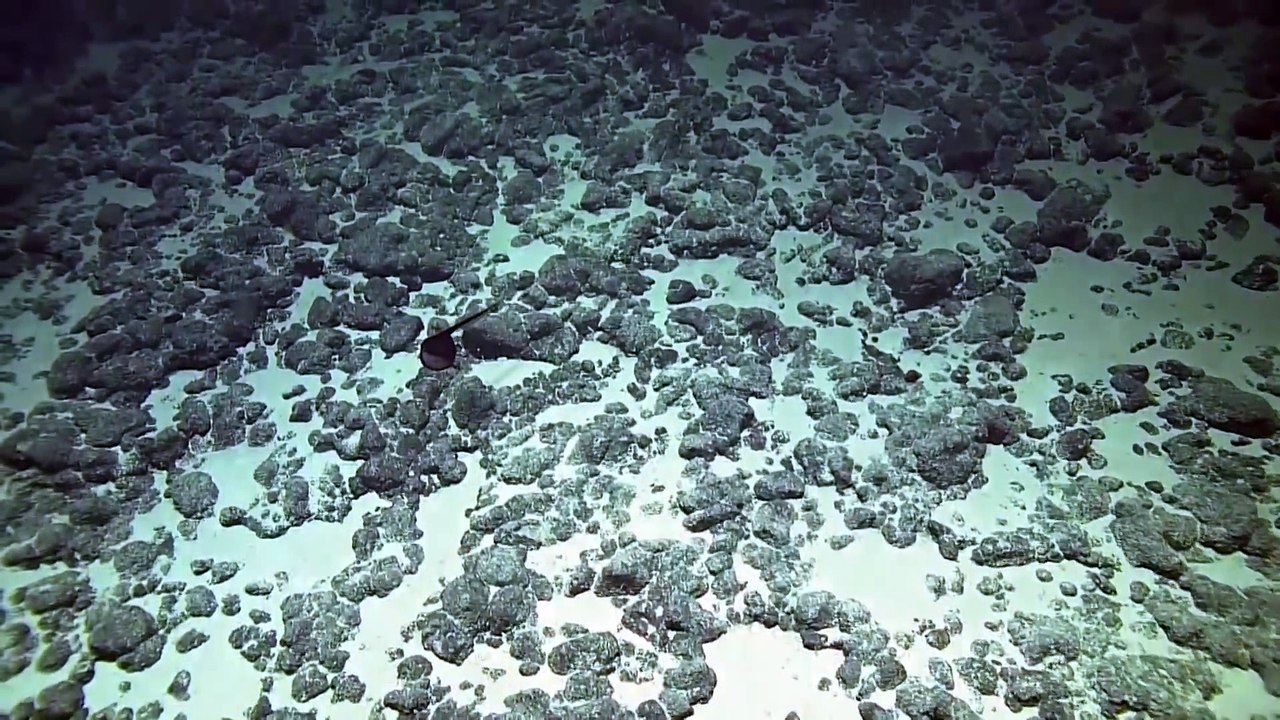 Very rare grandgousier-pelican / Un grandgousier-pélican