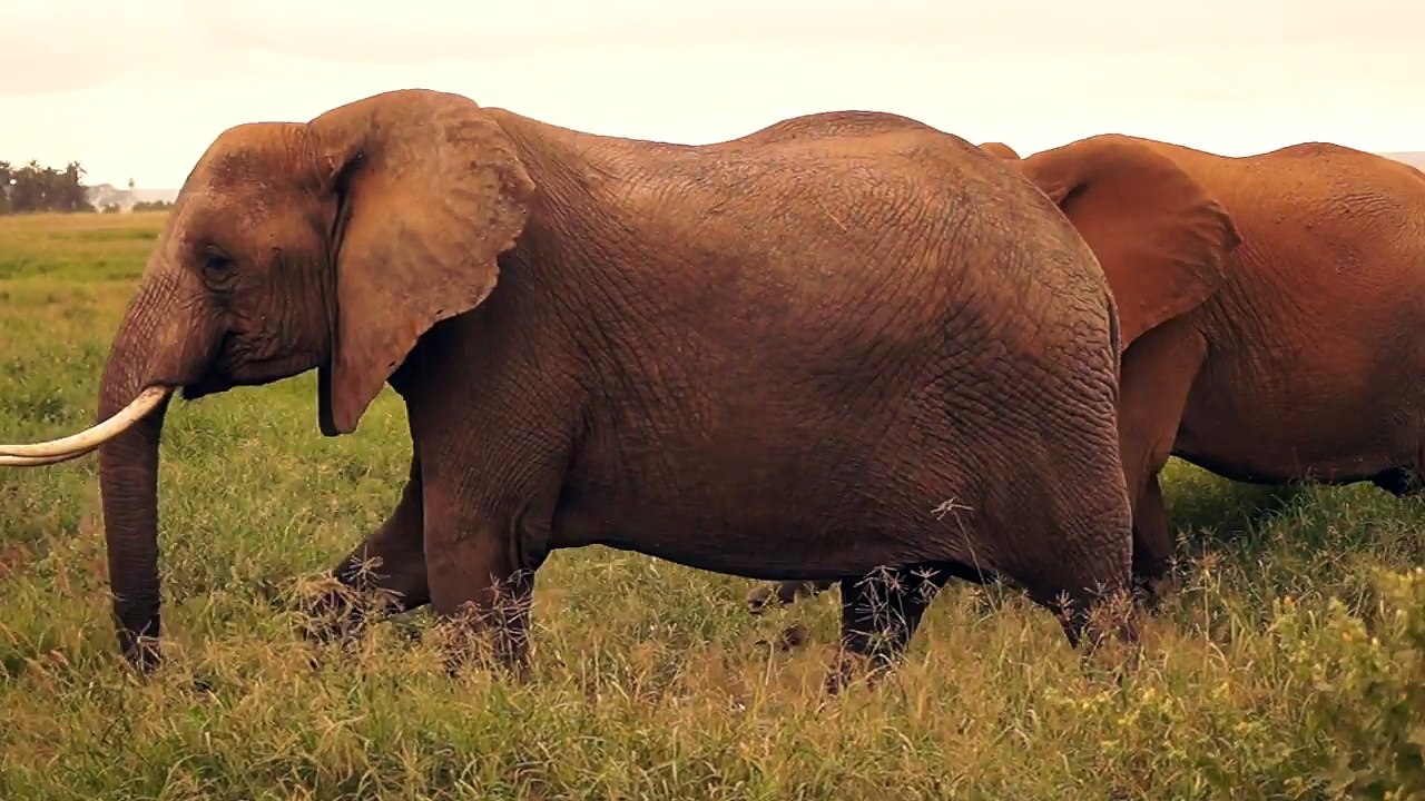 Elephant on Safari Masai Mara Kenya Africa