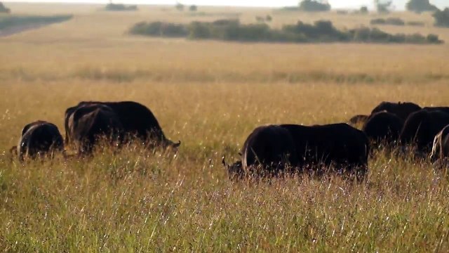 Masai Mara Wild Buffalo Herd