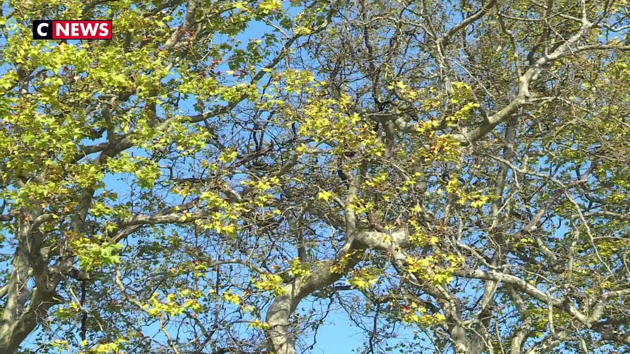 Les platanes du Canal du Midi se meurent