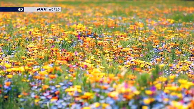 NHK Cycle Around Japan Izu Peninsula