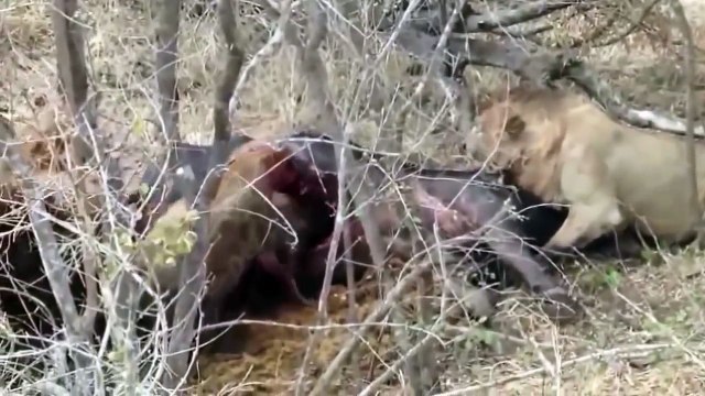 ANIMALES LEONES VS HIENAS A MUERTE ,LA GRAN PELEA,ANIMALES SALVAJES,DOCUMENTAL,BEST DOCUMENTARIES