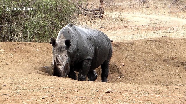 Big male rhino scratches his bum while cooling down in the mud
