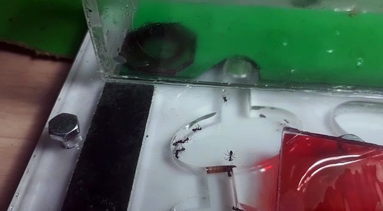 Mi Colonia Lasius Niger Parte 2