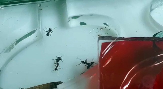 Mi colonia Lasius Niger Parte 3
