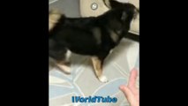 Besitzer verwirrt Hund mit Magic Hund Treat Trick