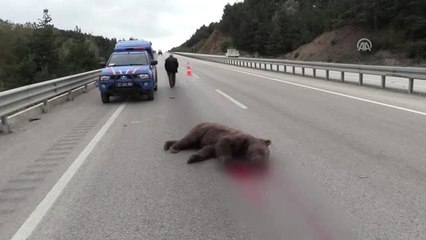 Kastamonu'da Aracın Çarptığı Bozayı Telef Oldu