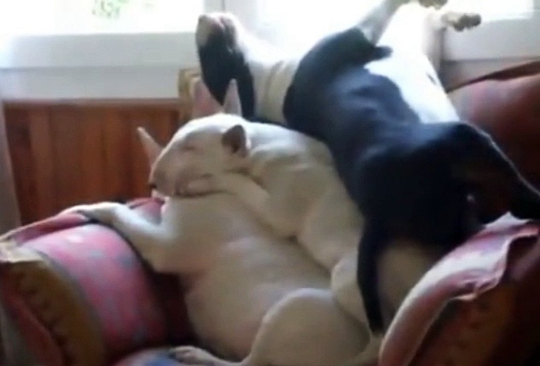 Das vergnügen, über einen hundestapel zu schlafen