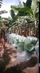 Der beste Weg, um diese schwere Bananen zu transportieren