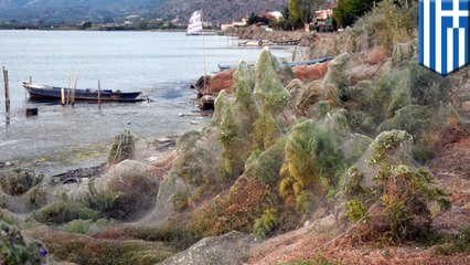 氣候炎熱潮濕 希臘海邊出現300公尺長蜘蛛網奇景