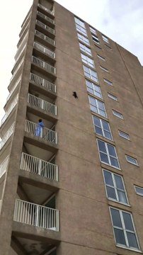 Un raton laveur casse coup s'envole du 5e étage pour retomber indemne par terre