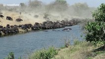 Hours-long buffalo migration create spectacular affair at river during heatwave in Kruger Park