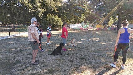 La récréation à l’école des chiots