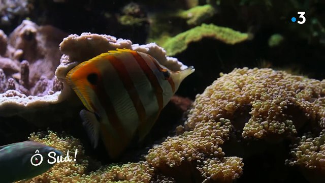 LE CAP D'AGDE / PEZENAS- Le patrimoine mis à l'honneur ce dimanche